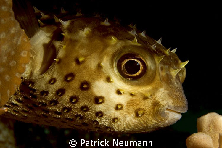 pufferfish Eilat, Israel by Patrick Neumann 