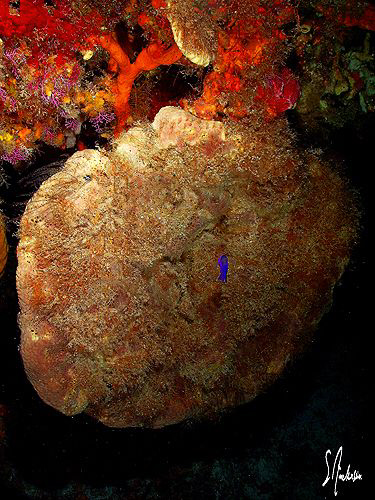 There are lots of old sponges still intact after all of t... by Steven Anderson 