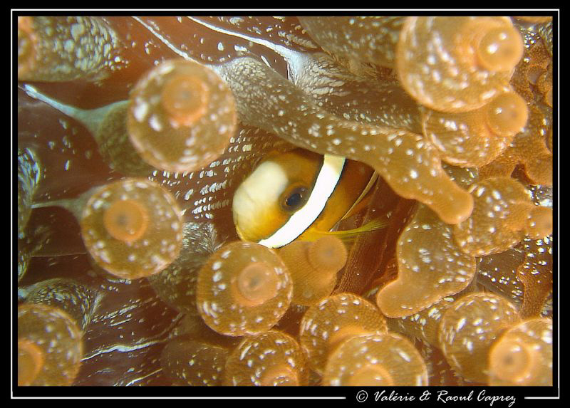 A small clown fish in Sipadan, taken with a Sony T33. by Raoul Caprez 