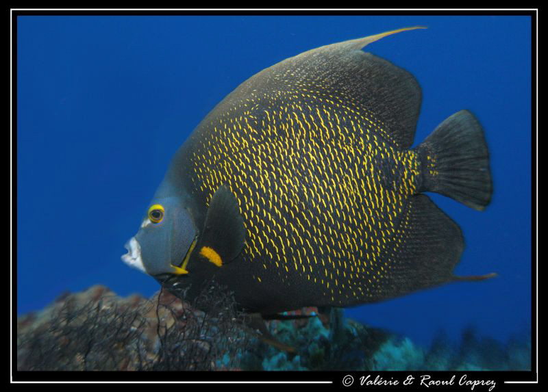 Picture taken with a Canon G9 in Cozumel. by Raoul Caprez 