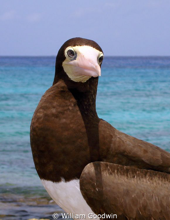 Brown Boobie, Cayman Brac ... and you know it's not easy ... by William Goodwin 