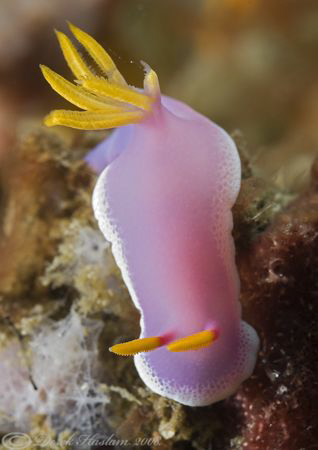 Hypselodoris apolegma. Lembeh straits. D200, 60mm. by Derek Haslam 