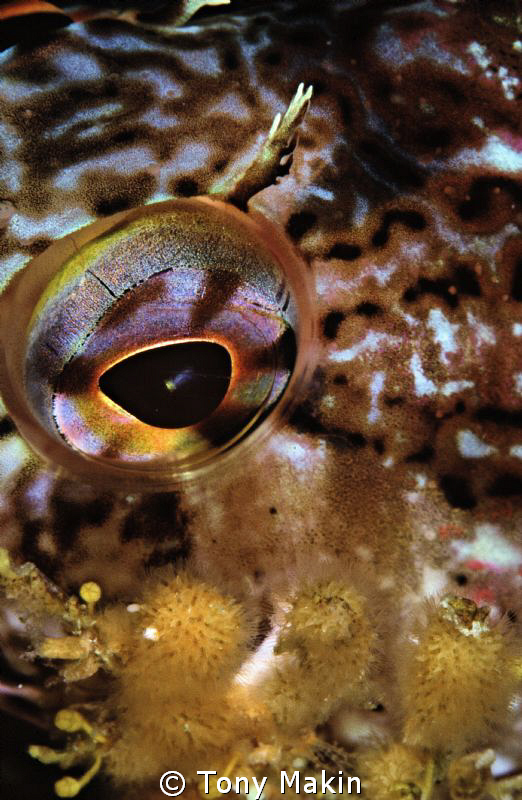 Clinid eye by Tony Makin 