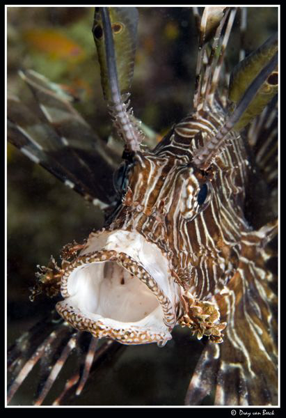 Big mouth. No cropping. by Dray Van Beeck 