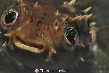 found in Lembeh; D200 by Thomas Lueken 