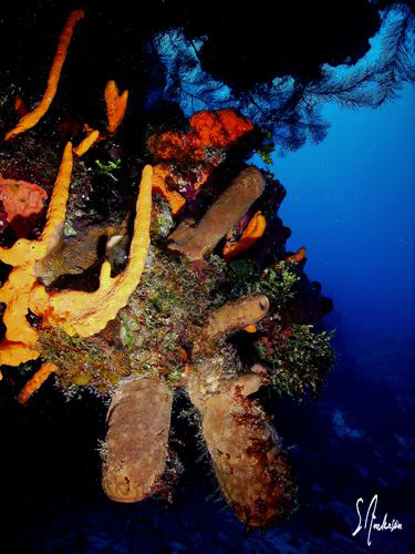 The colors are amazing and the wall diving incredible off... by Steven Anderson 