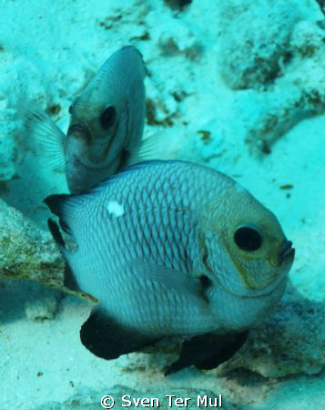 nice couple by Sven Ter Mul 