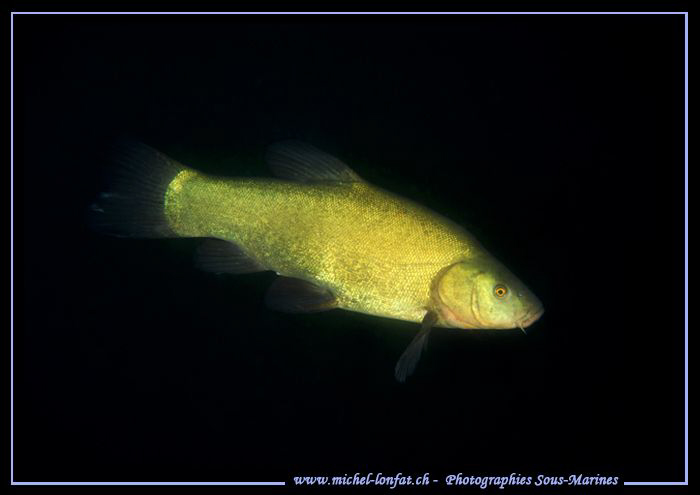 Yesterday's end of the day dive... Que du bonheur... :O)... by Michel Lonfat 