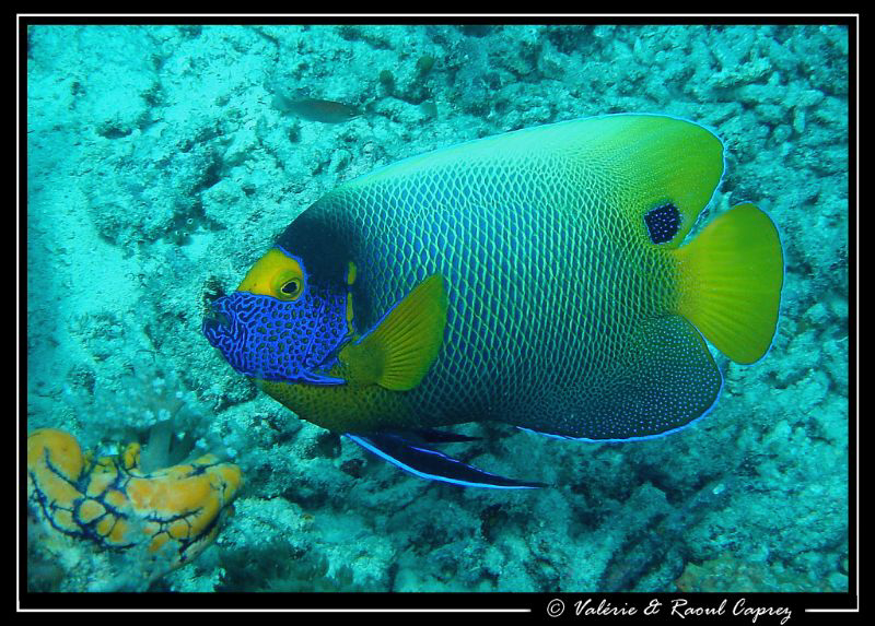 Picture taken with a Canon G9 in Sipadan. by Raoul Caprez 