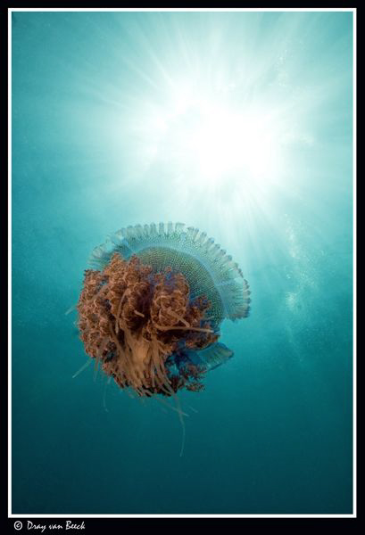 jellyfish 3 by Dray Van Beeck 