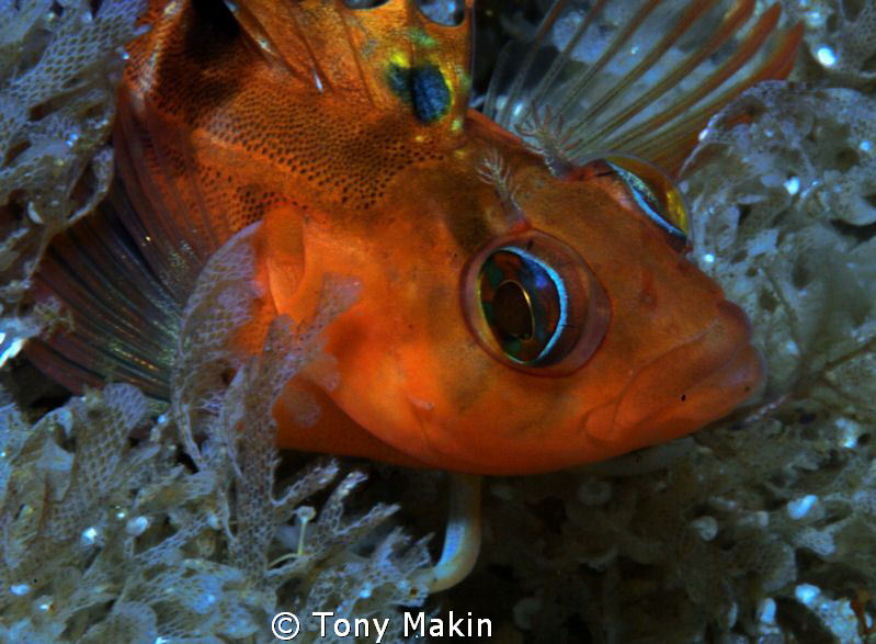 Clinid in lacy Bryzoan by Tony Makin 
