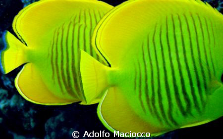 Yellow Tails.
Masked butterflyfish.
Sharm el Sheikh by Adolfo Maciocco 