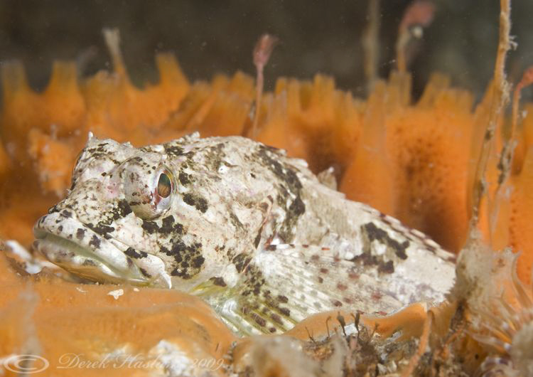 Long spined scorpion fish. Menai straits. D3, 105mm. by Derek Haslam 