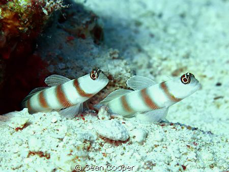 Steinitz' shrimpgoby. by Sean Cooper 