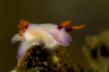 Hypselodoris bullockii by Miro Polensek 