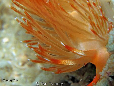 fire, fire !!!!! (canon G10 + 1pcs micro lens) by Tan Tammy 
