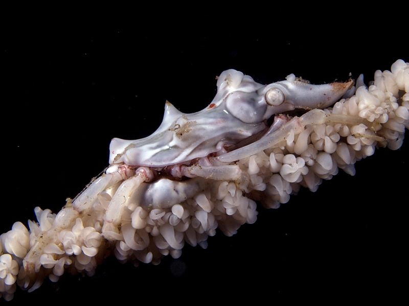 Xeno Crab. Bob's Rock, East Timor. by Doug Anderson 