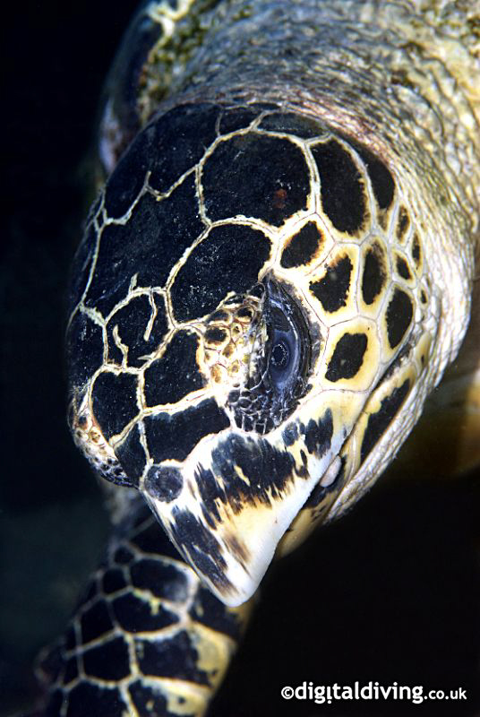 Portrait study of a Hawksbill Turtle. by David Henshaw 