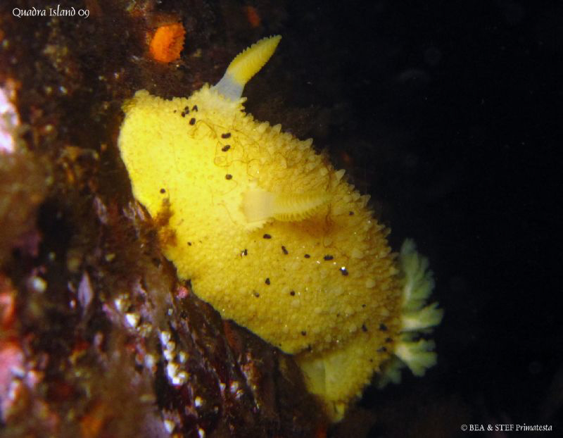 Monterey sea-lemon on "Copper cliff". Quadra Island, BC. ... by Bea & Stef Primatesta 