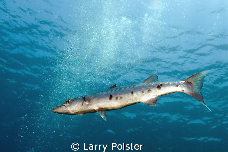 Great dive in Cuban waters last year, Habana cigars and t... by Larry Polster 