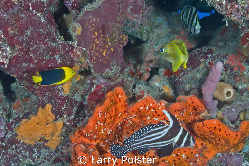 Typical Caribbean fish menagerie by Larry Polster 