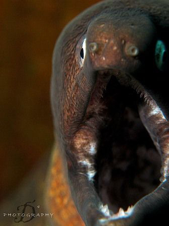 Pls check my teeth...... Photo capture by Canon G9 with I... by Derrick Lim 