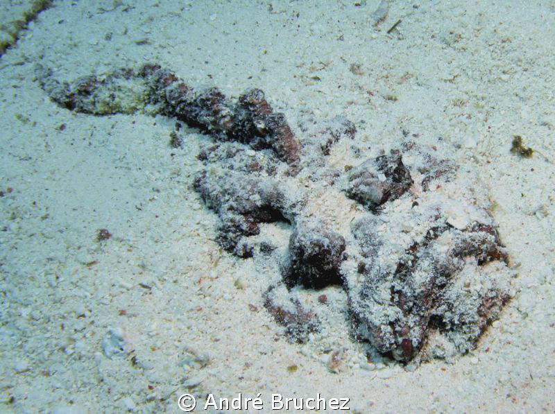 Scorpion fish by André Bruchez 