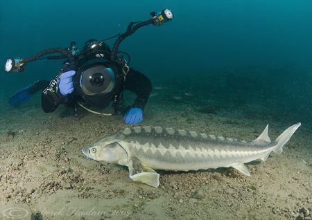Mark with sturgeon. Capernwray. D200, 10.5mm. by Derek Haslam 
