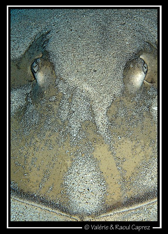 Face to face with my Sony T33. by Raoul Caprez 