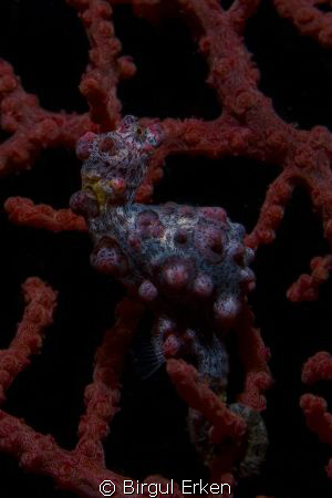As its name implies, the Pygmy Seahorse is a tiny fish. by Birgul Erken 