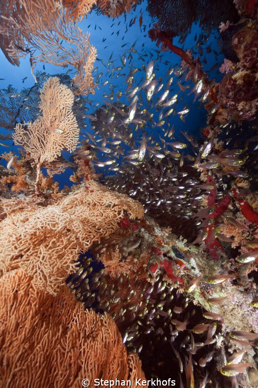 Seafan and glassfish taken at Ras-um-sid. by Stephan Kerkhofs 