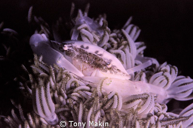 Crab in soft coral by Tony Makin 