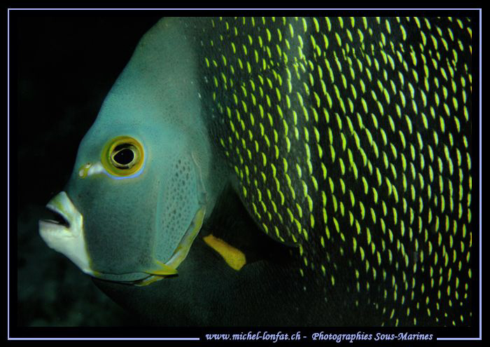 Angel Fish in Bonaire... Que du bonheur... :O)... by Michel Lonfat 