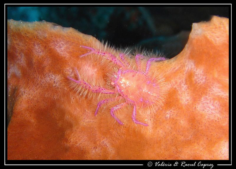 A very small one taken in Layang-Layang ! by Raoul Caprez 