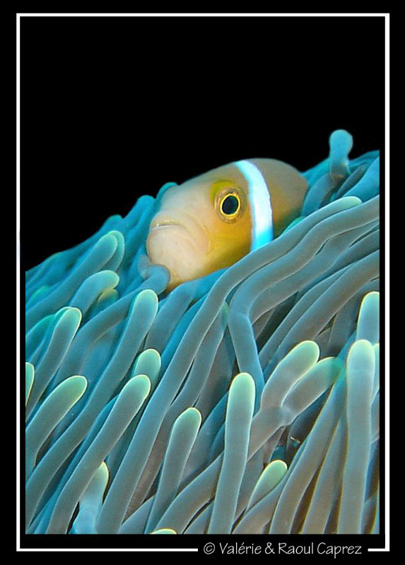 Picture taken with a Sony T33 in Embudu (Maldives). by Raoul Caprez 