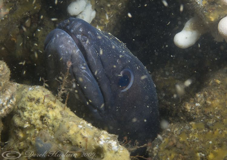 Conger ell. Night dive. Menai straits. D3, 60mm. by Derek Haslam 
