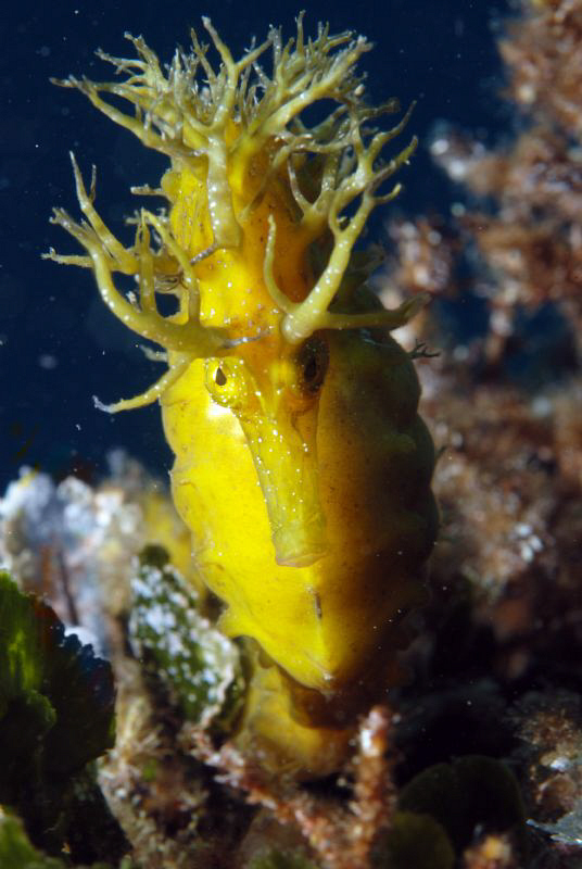 seahorse @ Gangaroo by Andy Kutsch 