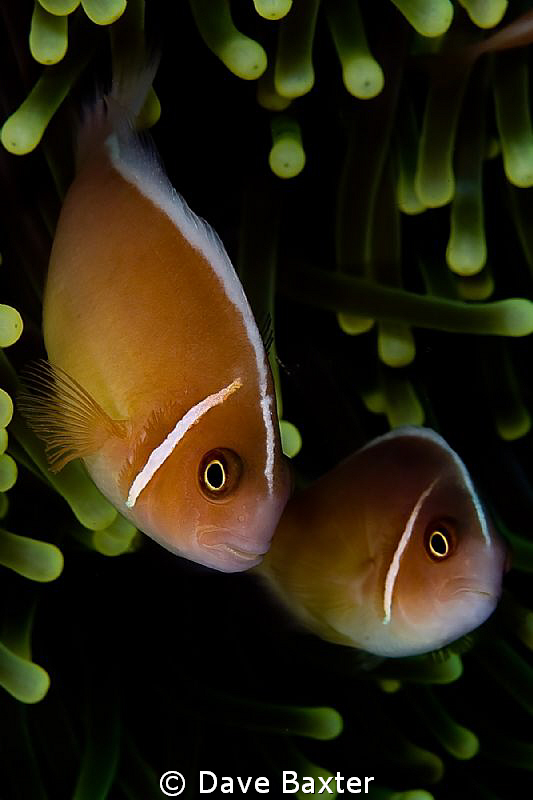 nemo nemo nemo by Dave Baxter 