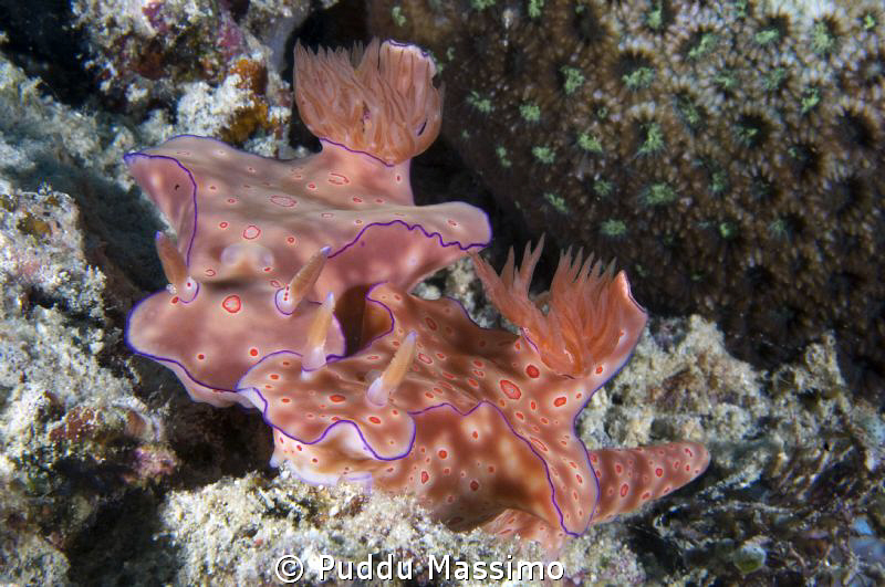 north sulawesi nikon d2x 60 mm macro by Puddu Massimo 