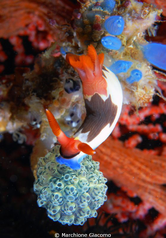 Nudibranch on ascidia
Komodo 2009
Nikon D200. 60 micro,... by Marchione Giacomo 
