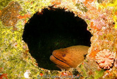 Moray in a porthole by Michael Gallagher 