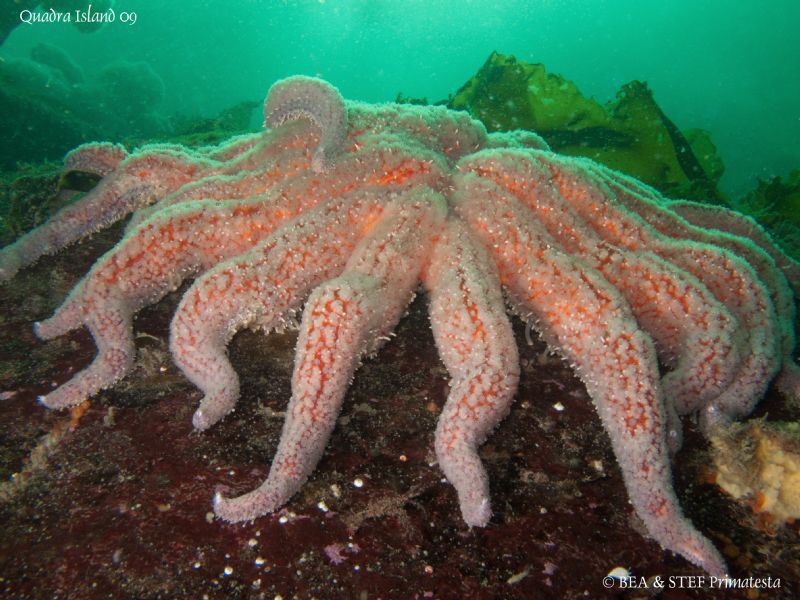 Sunflower star. Quadra Island, BC. Canon G10, Inon D2000. by Bea & Stef Primatesta 