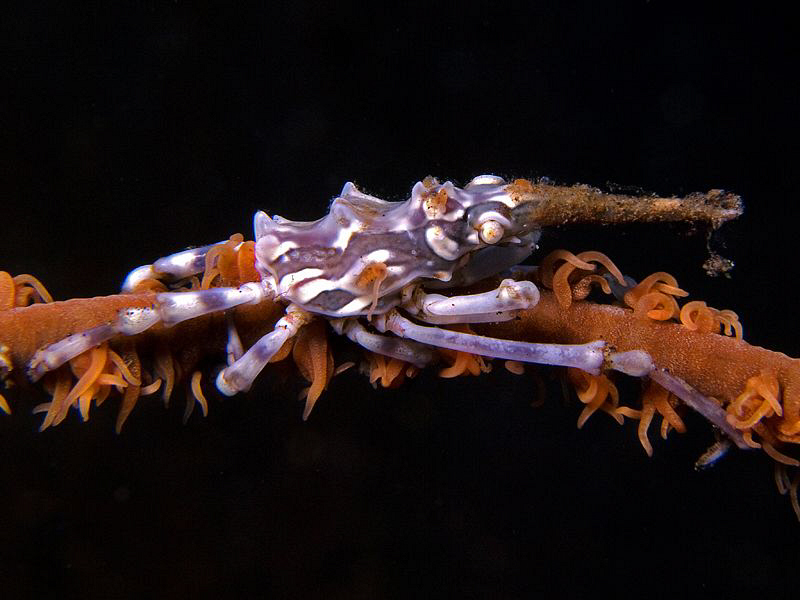 Xeno Crab, Tulamben by Doug Anderson 