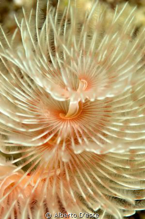 Nikon D70S - 105macro - DS160 - Bunaken Sulawesi by Alberto D'este 