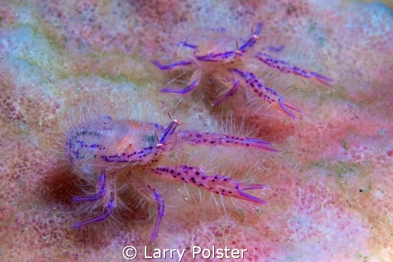 Crab race in Lembeh, D300- 105 by Larry Polster 