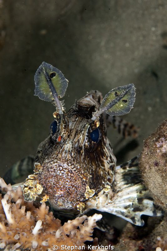 Posing Lionfish taken with 180mm.
 by Stephan Kerkhofs 