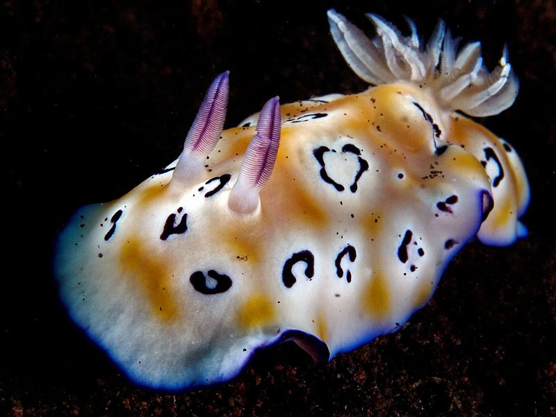 Chromodoris leopardus. Tulamben, Bali by Doug Anderson 