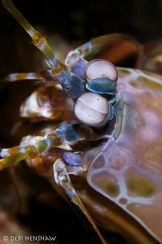 From the top! by Debi Henshaw 