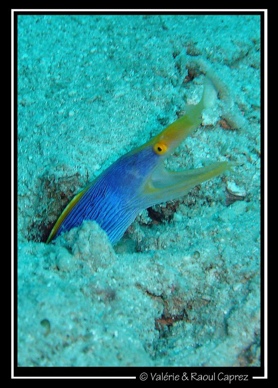 Picture taken with a Sony T33. by Raoul Caprez 