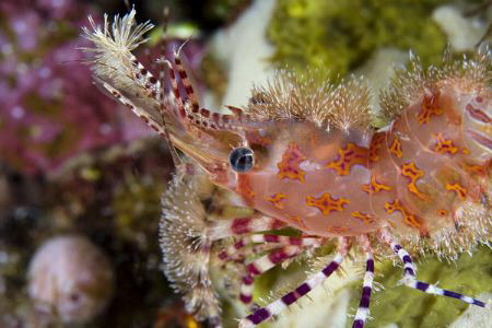 Saron marmoratus by Miro Polensek 